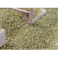 New Corp Hot Sale MP Green Millet In Husk for bird